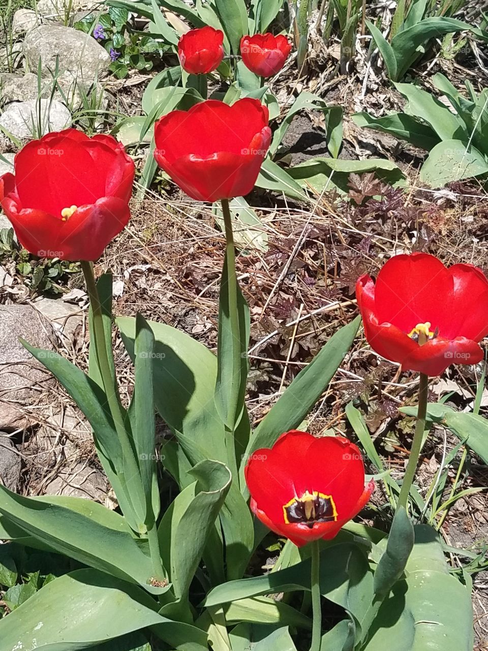 Tulips