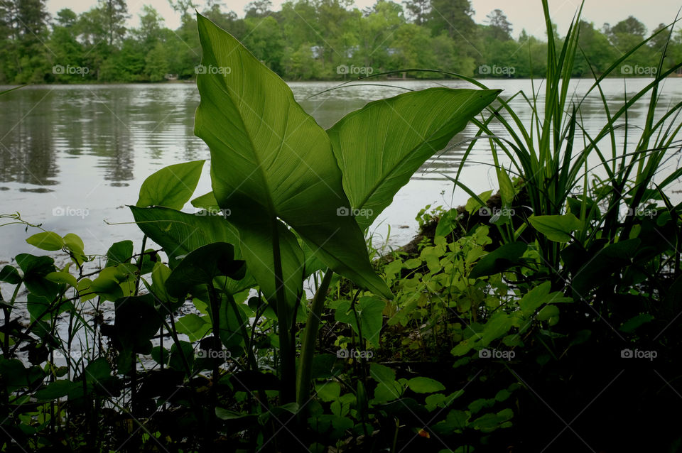 Lush springtime greenery along the pond’s edge, with focus on a Green Arrow Arum at Yates Mill County Park in Raleigh North Carolina, Triangle area, Wake County. 