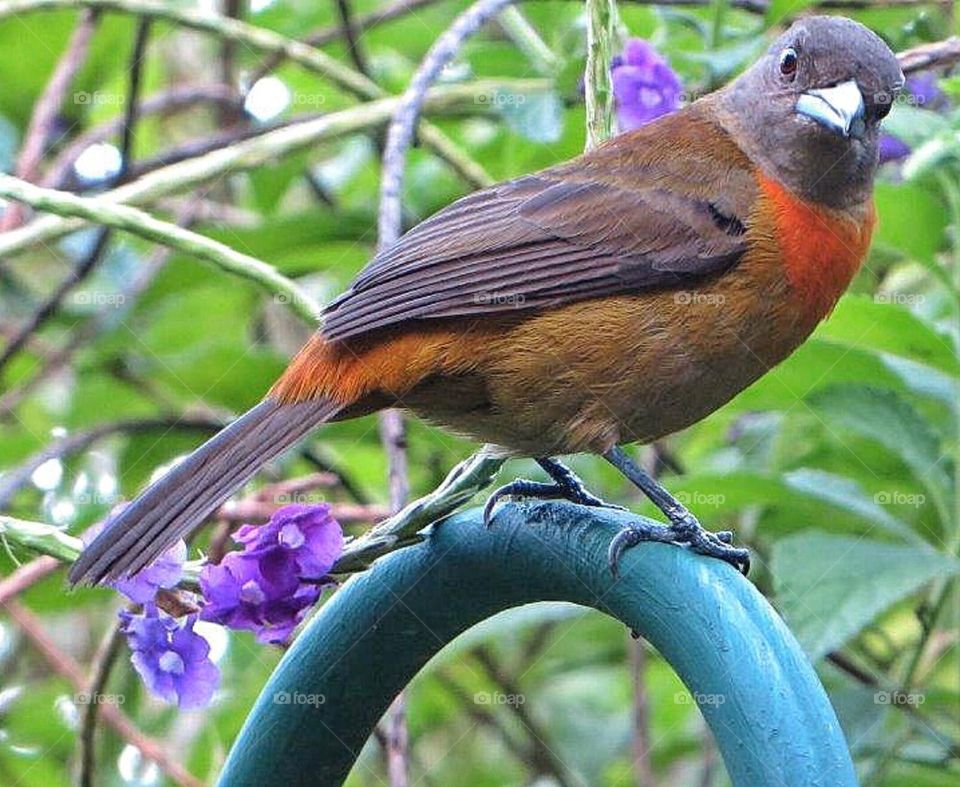 Bird on the look out