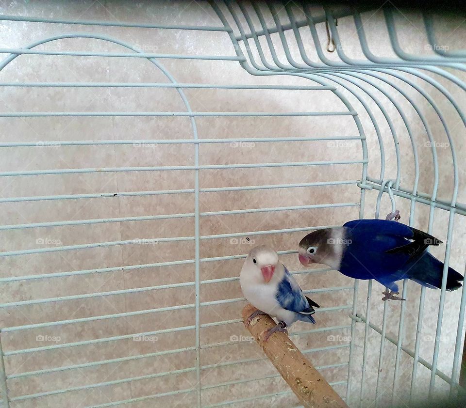 Two parakeets in a cage
