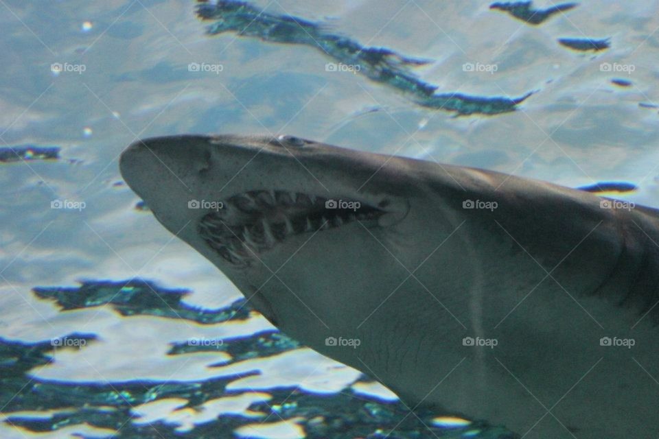 “Jaws” Shark