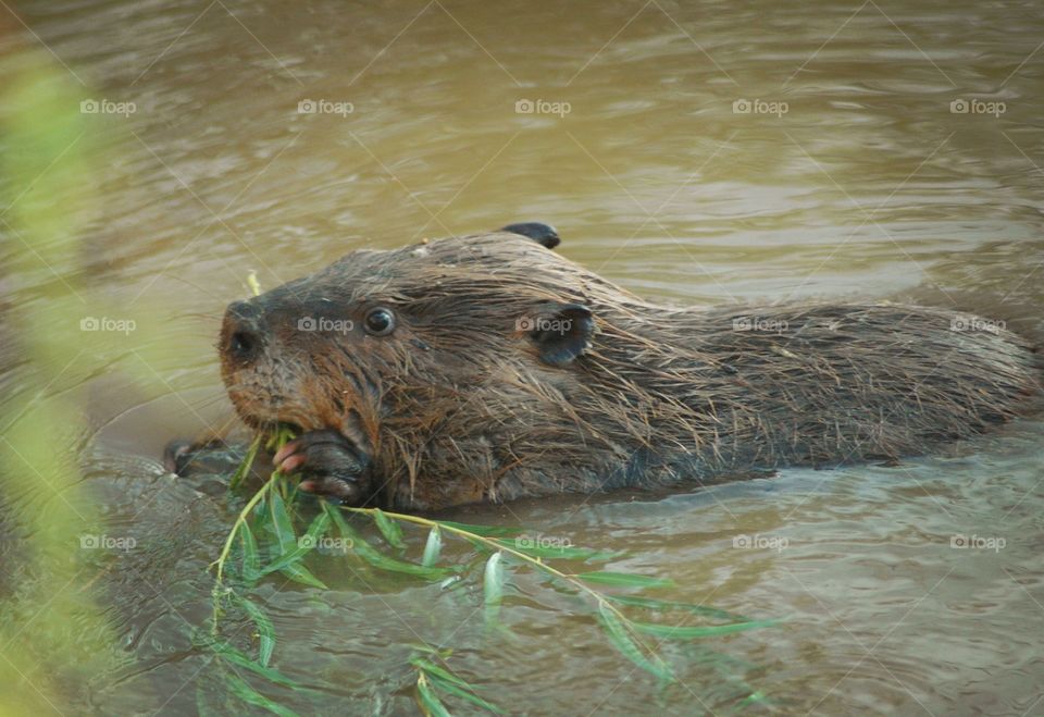 beaver
