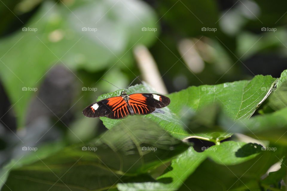 Butterfly with red wings