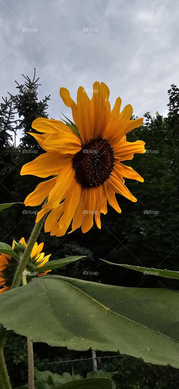 Sonnenblume