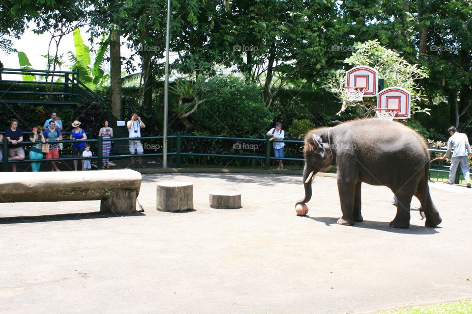 Elephants 