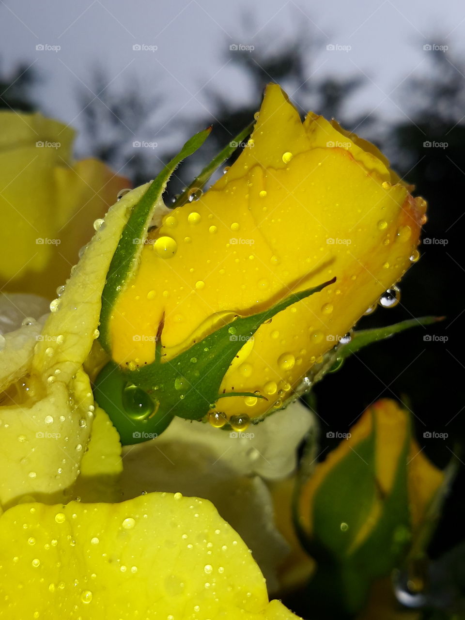 Yellow ewning rose in drops