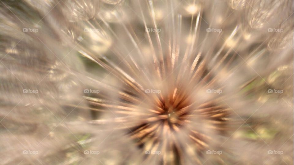 Wish upon a dandelion