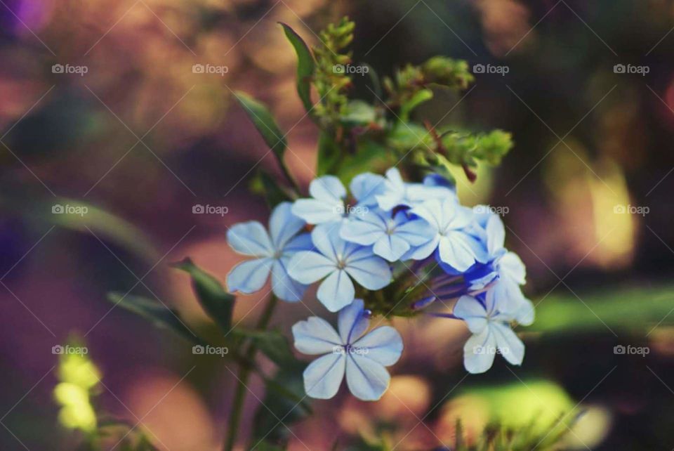 Baby blue flowers