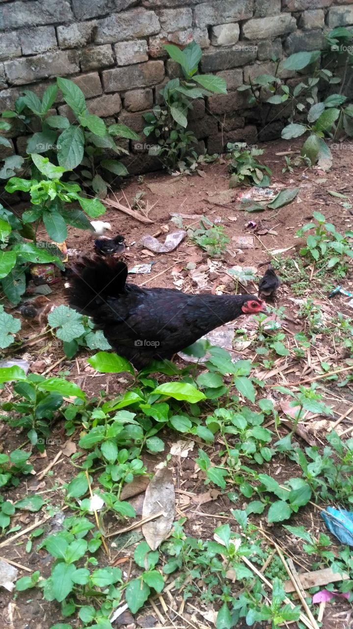 Black hen