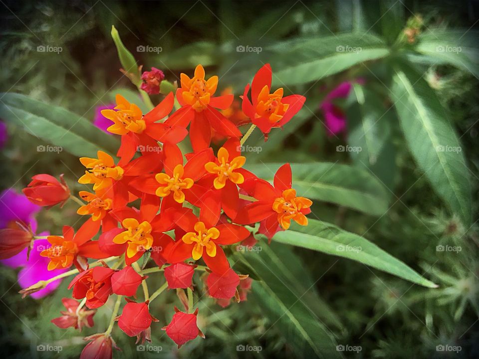 Vivid orange and vermillion Milkweed flowers.