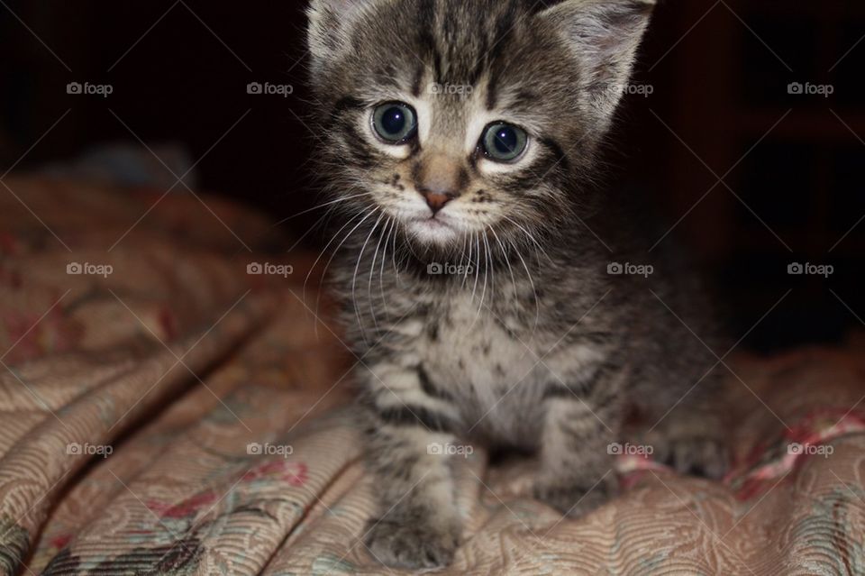 Cute Kitten