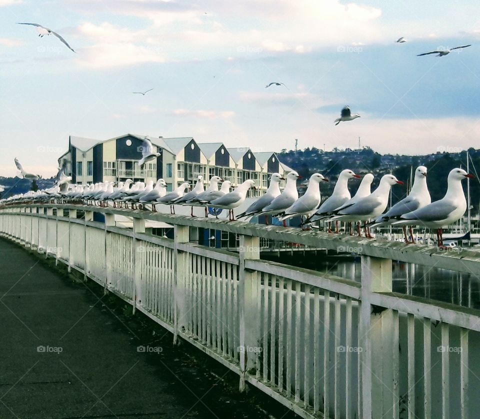 Bridge gulls