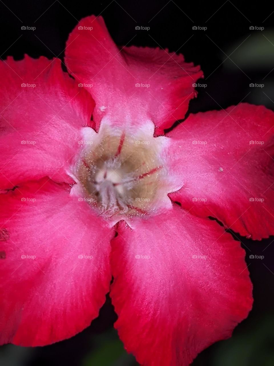 Adenium obesum flower