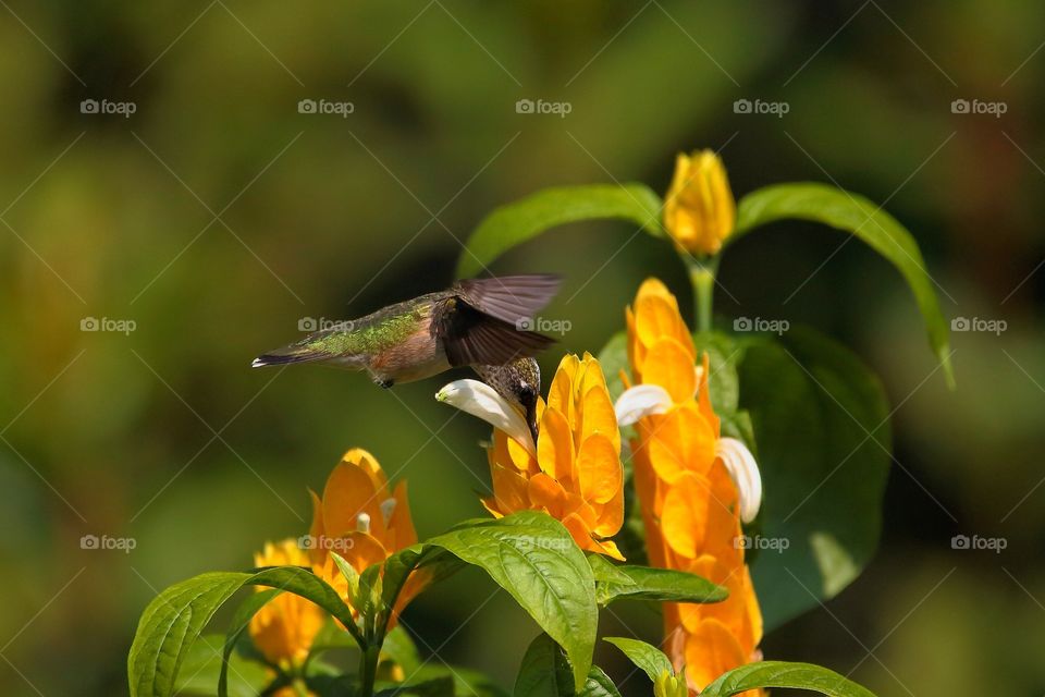 hummingbird feeding from golden shrimp plant