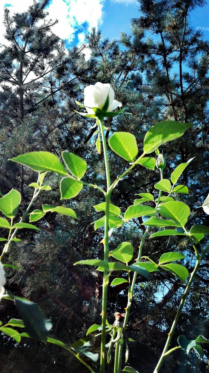 White roses.