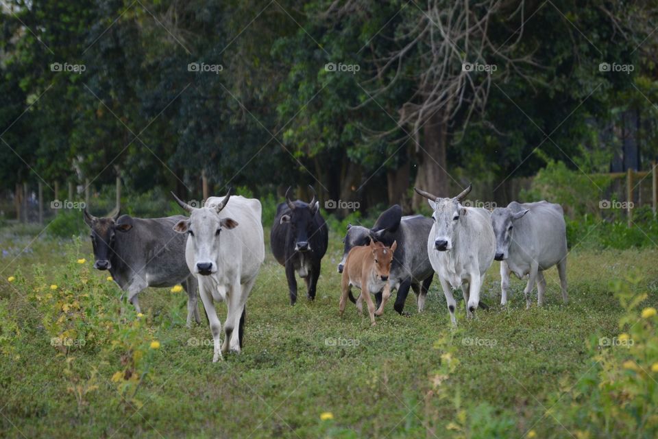 Cows of all colors