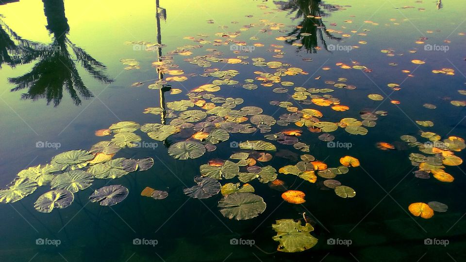 Water lilly beautiful leaves along lake
in tropical sunny day with perfect 
reflection of vibrant Palms.