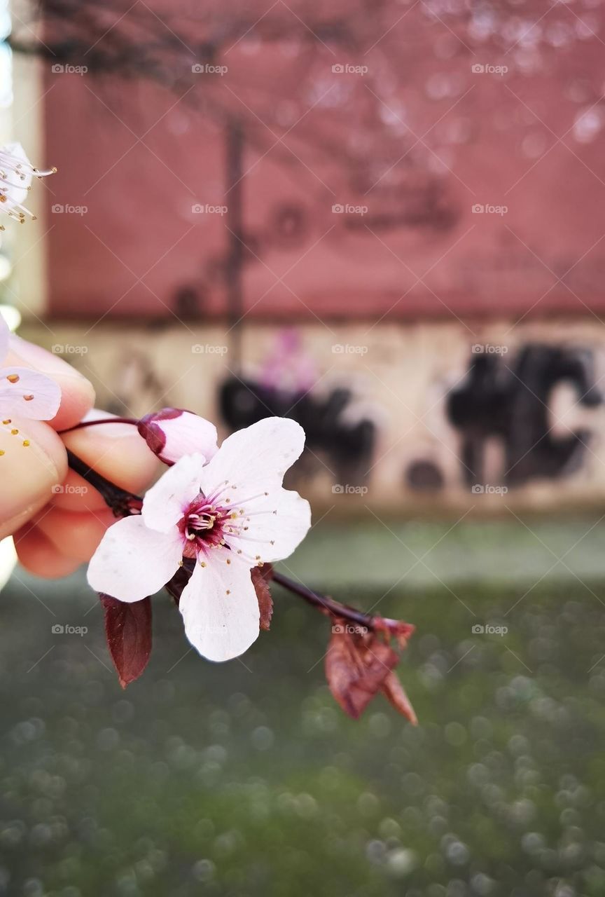 Spring time. Spring blossoms