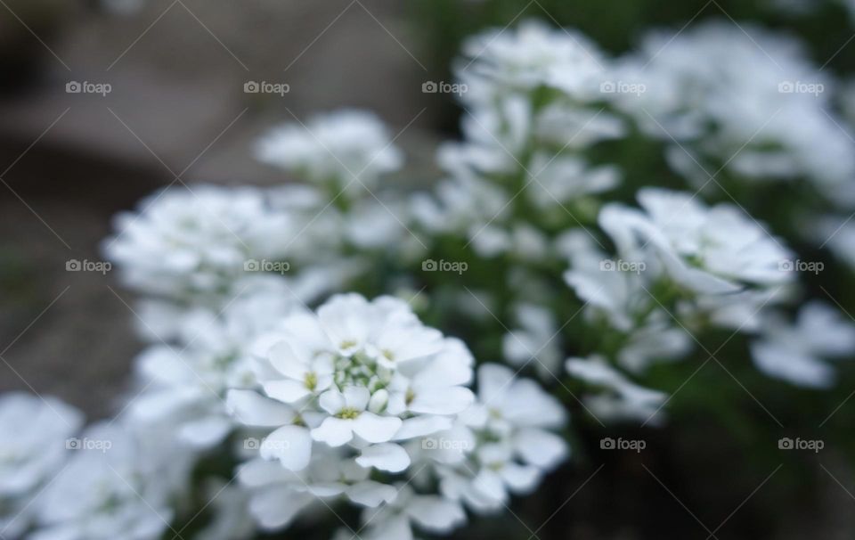 White Flowers 