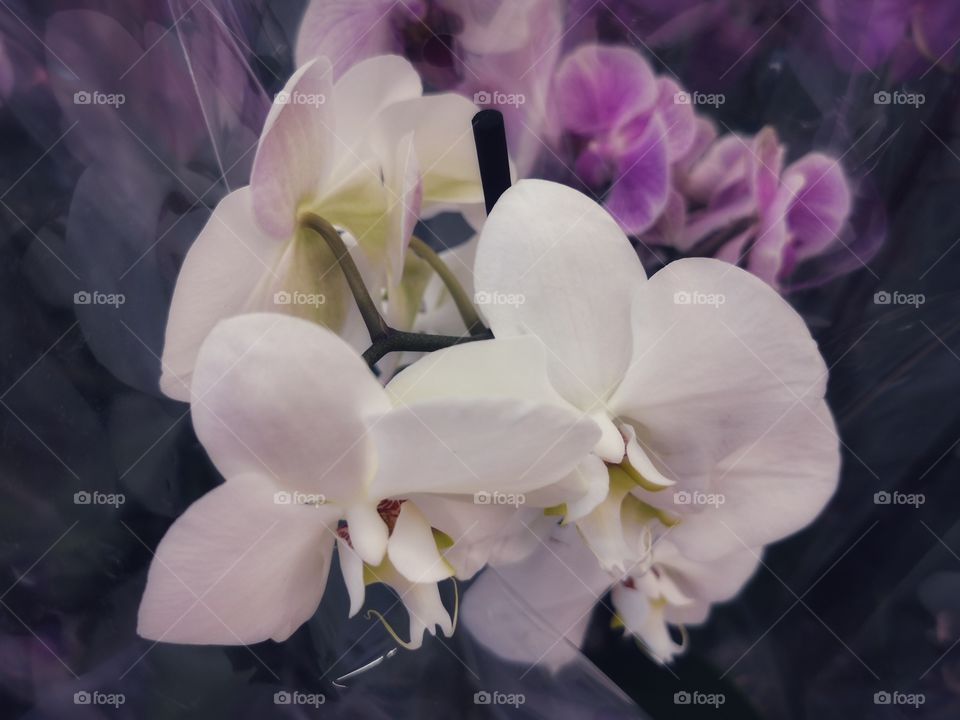 Flower, Nature, Flora, Orchids, Wedding