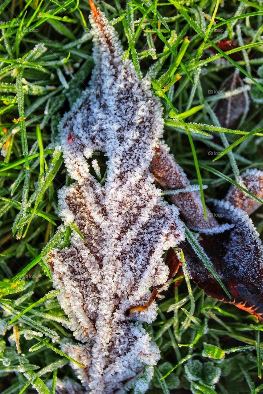 Macro close-up of partially sunlit hoar frost dusted autumnal coloured dried leaves on a bed of bright green grass