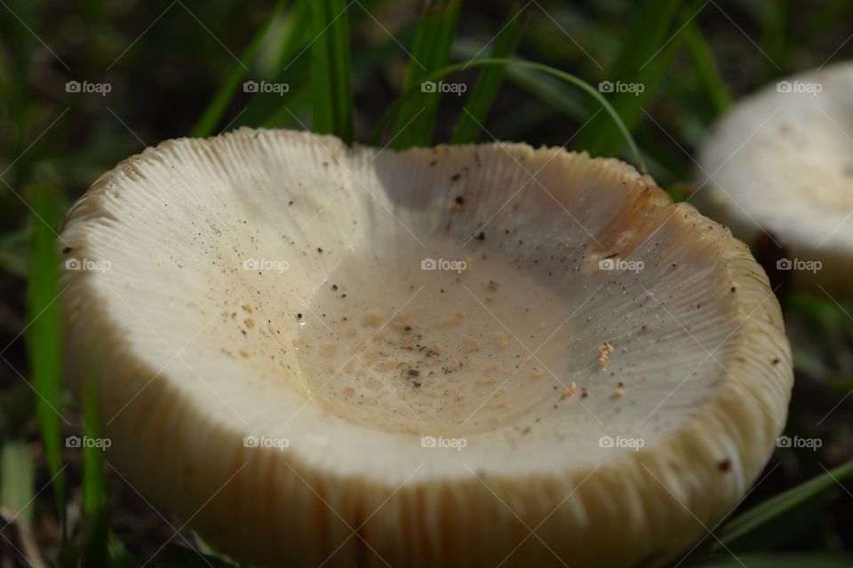mushroom cap with water