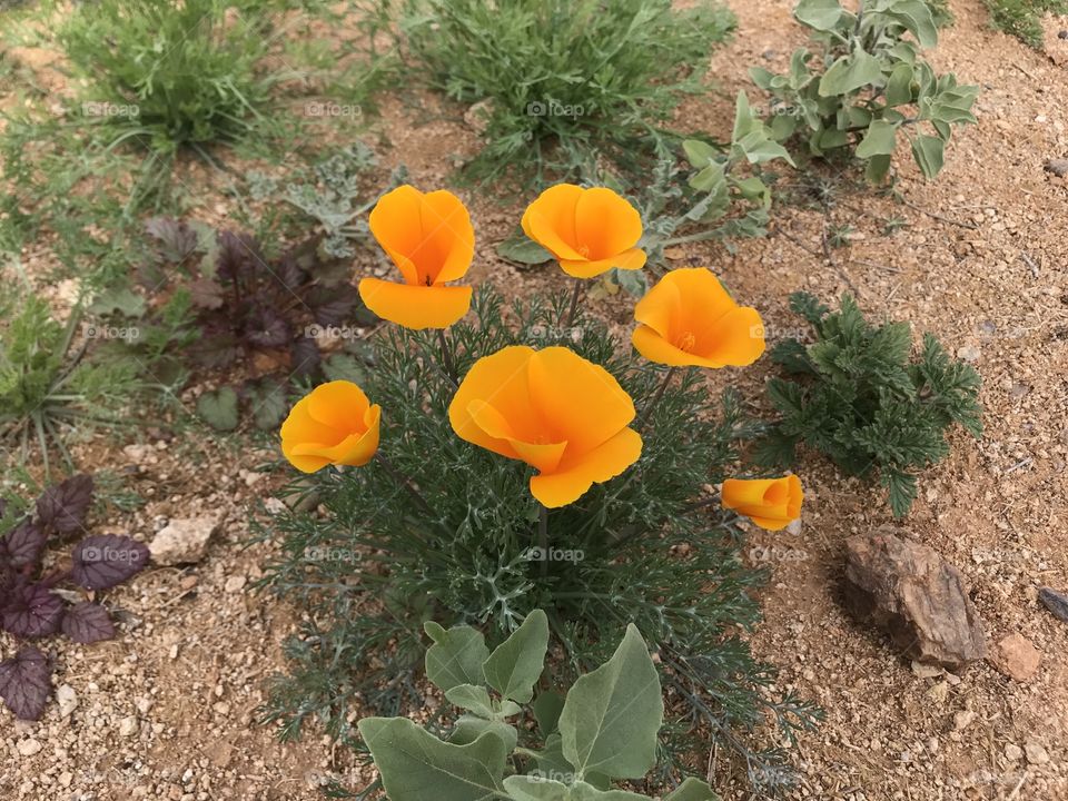 Arizona desert wild flowers