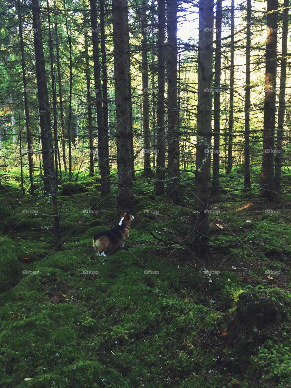 Dog in the forest