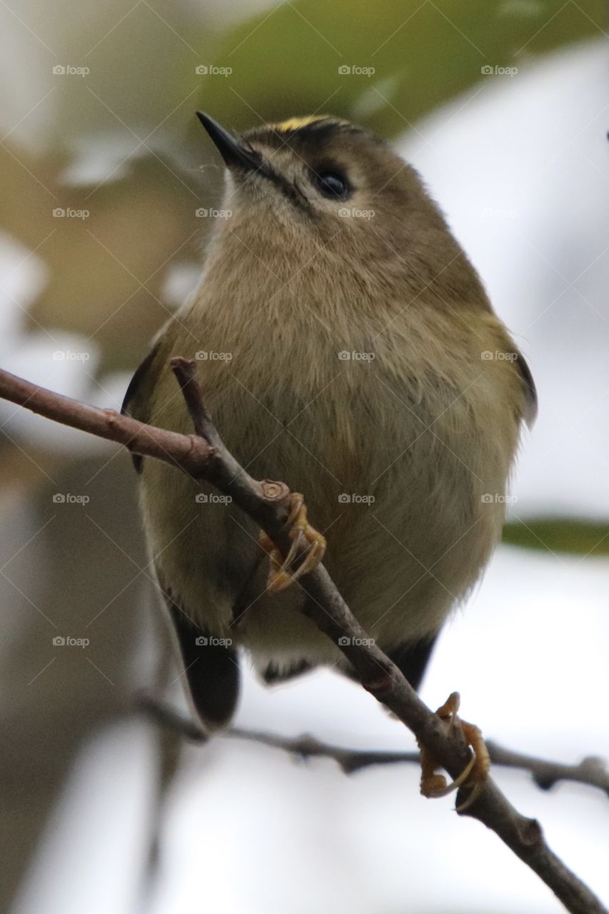 Goldcrest 