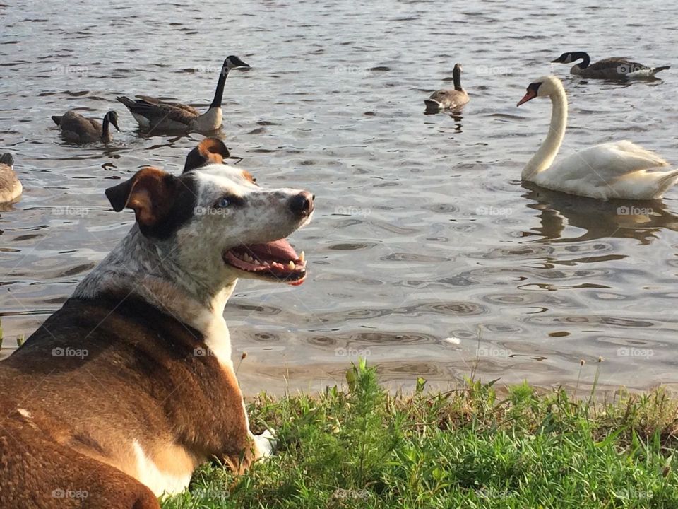 Dog's day at the lake