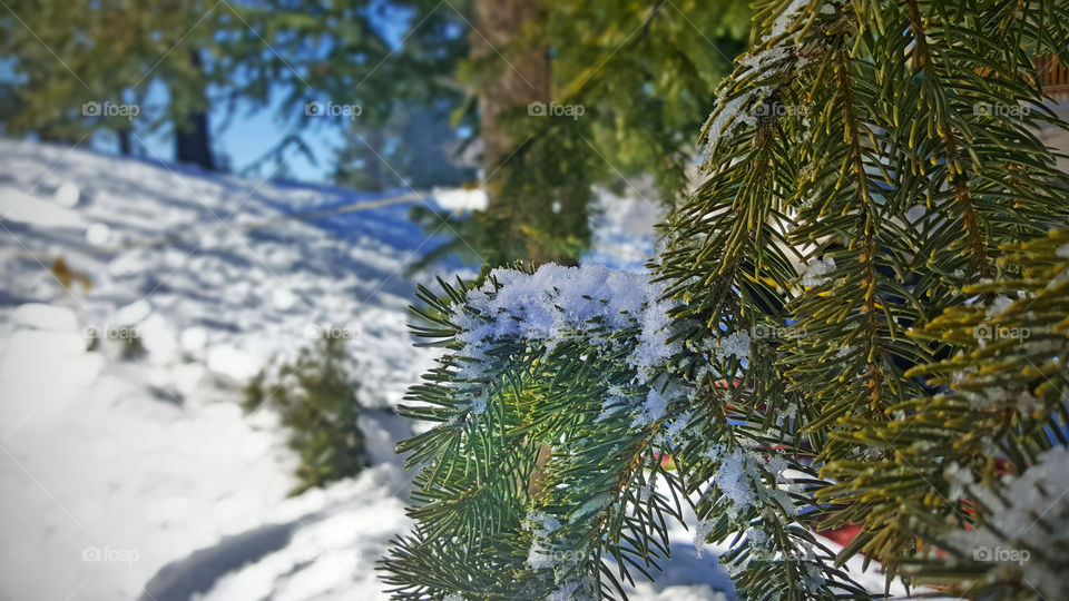 Snow on pine tree leaves