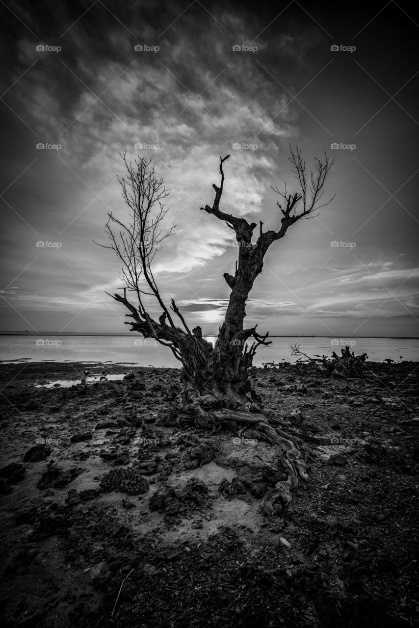The Death Tree in Tidung Island