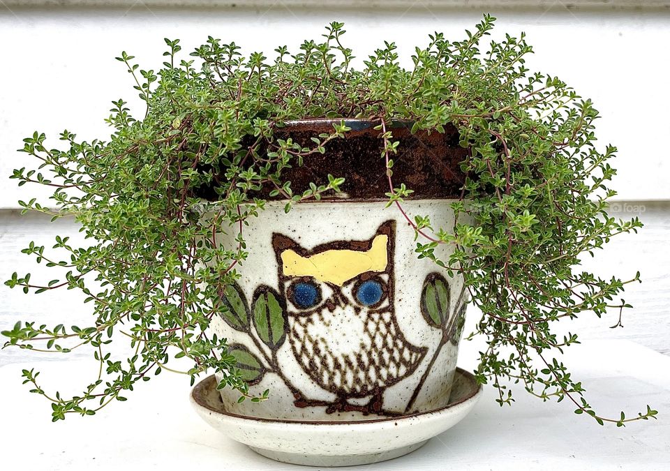 An owl planter attempts to confine thyme. 