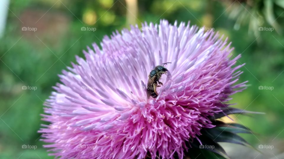 Nature, No Person, Flower, Outdoors, Flora