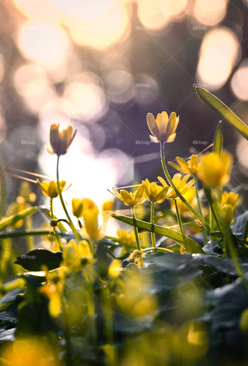 Tiny yellow flowers in the early morning sunlight