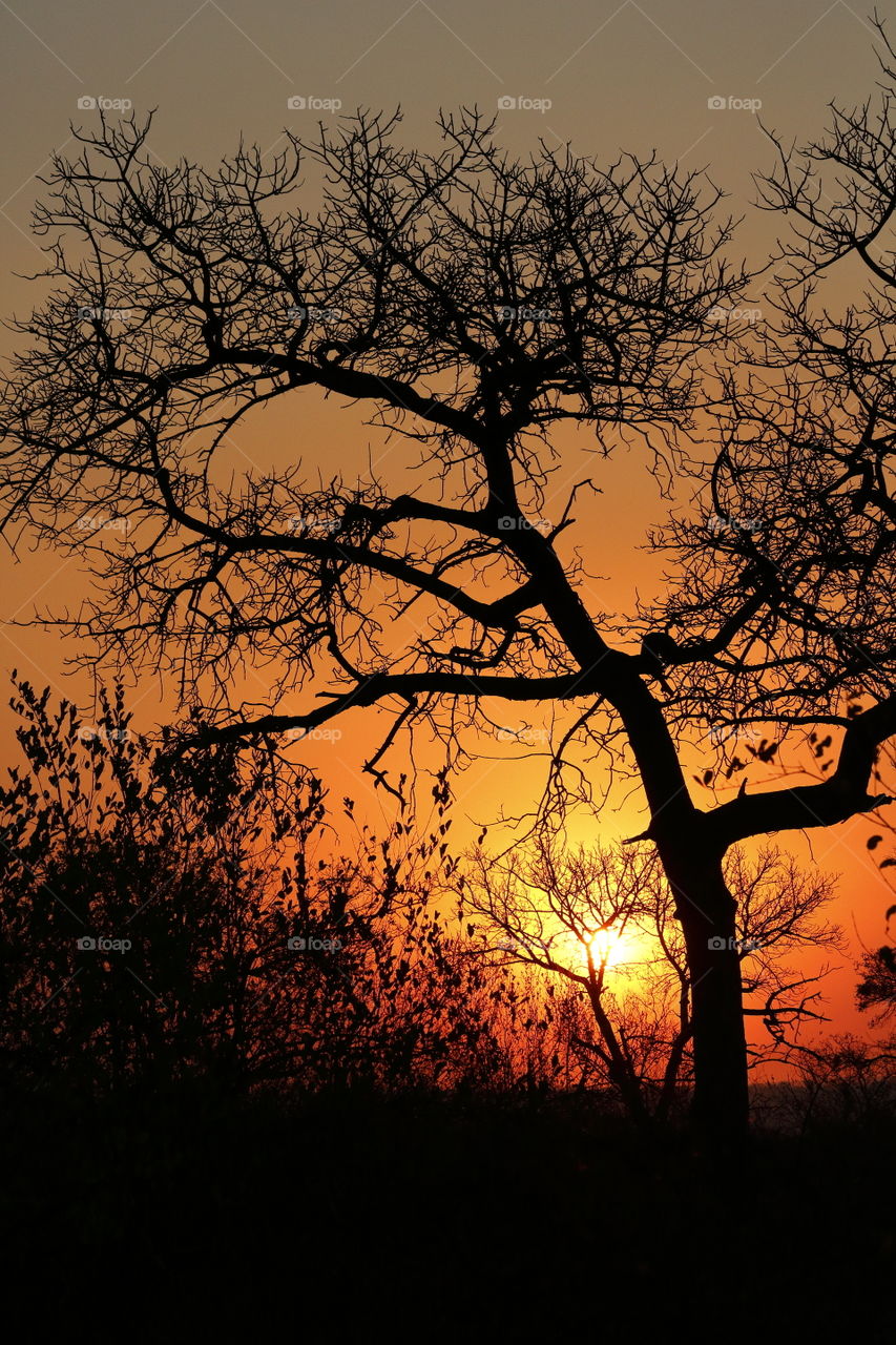 African safari sunrise with savanna trees silhouetted