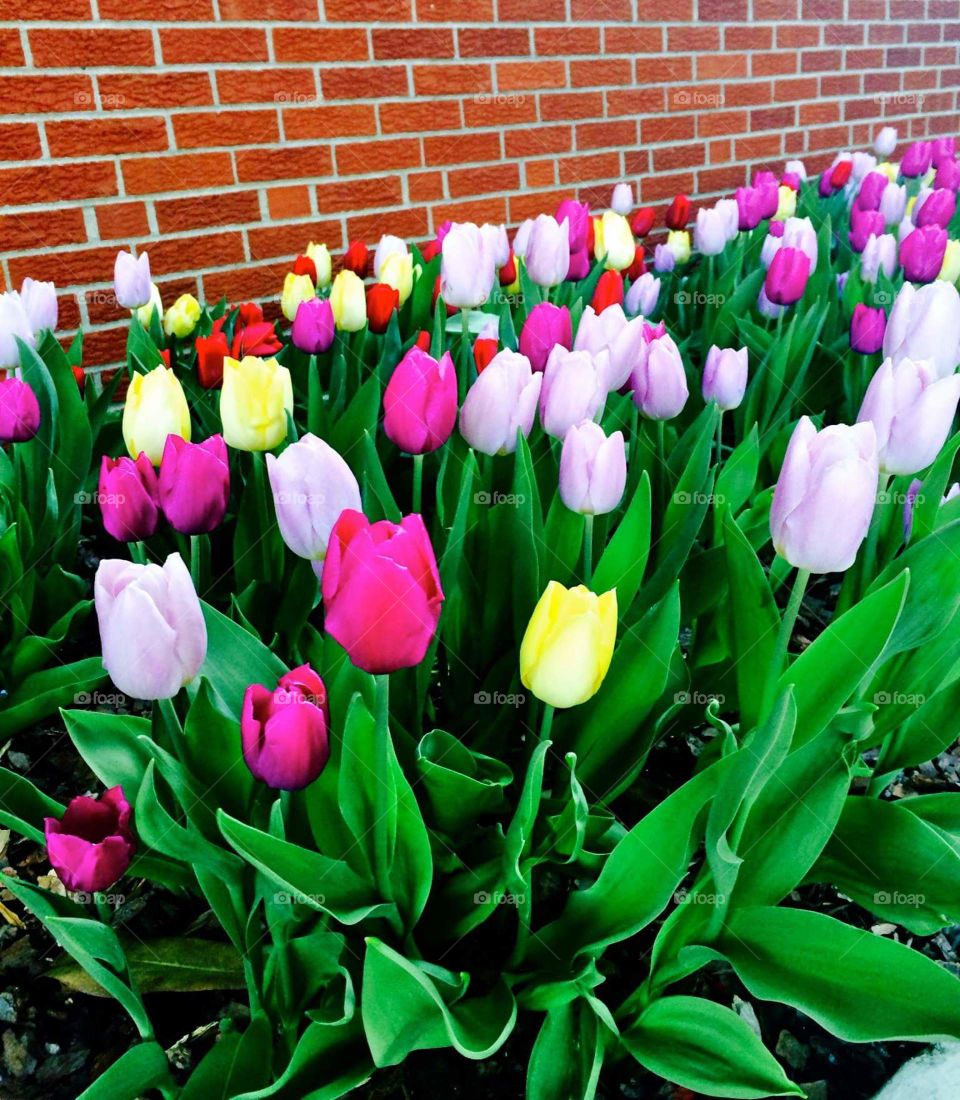 Tulip, Flower, Easter, Garden, Nature