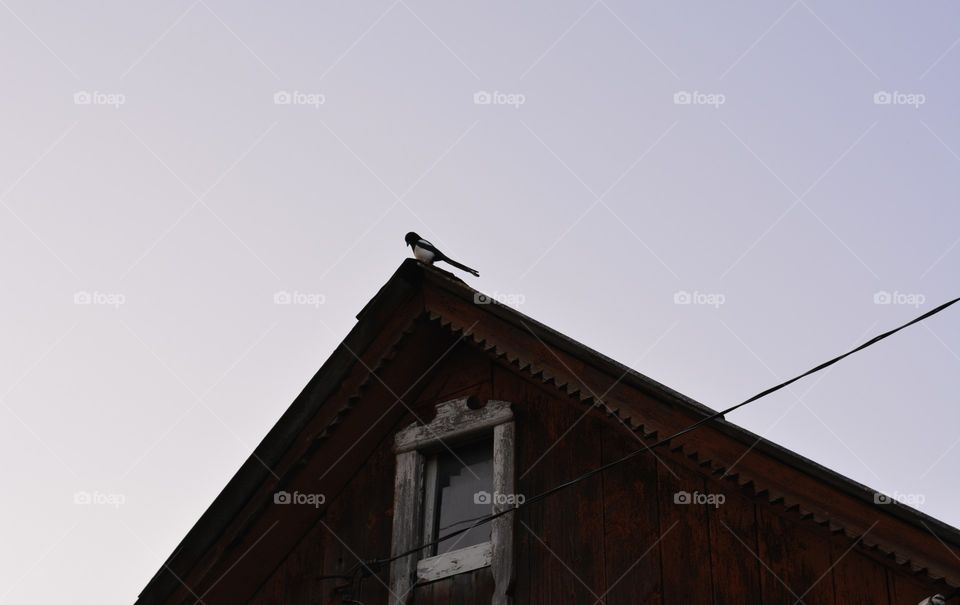 roof wood house and bird