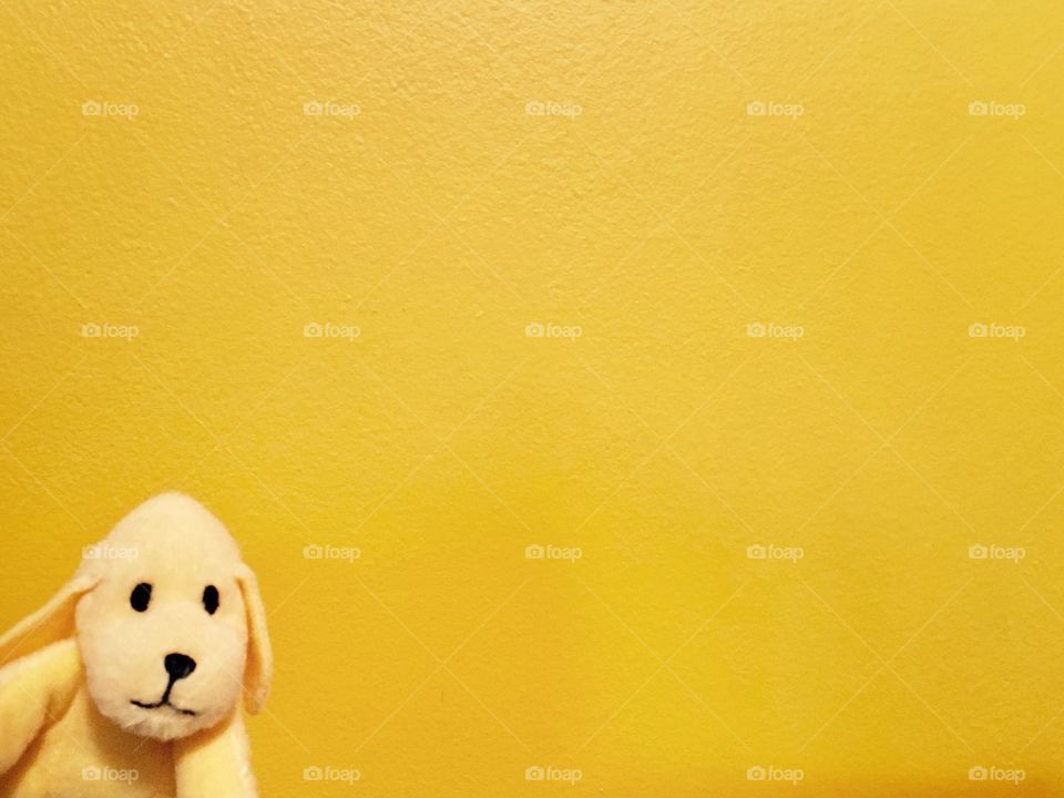 Dog peeking from corner of yellow background 