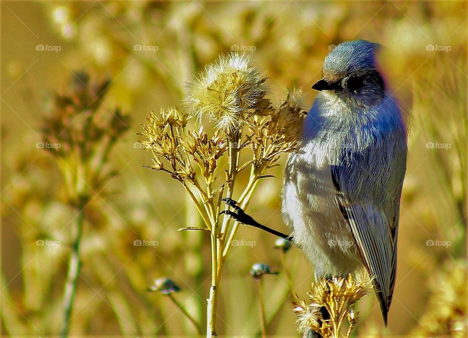 mountain bluebird with spring flowers
