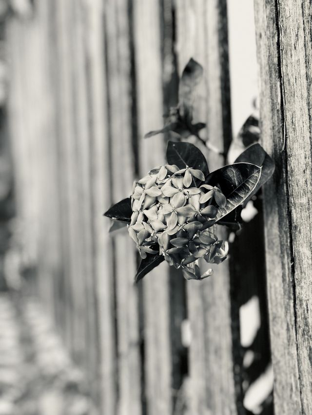 The last flowers