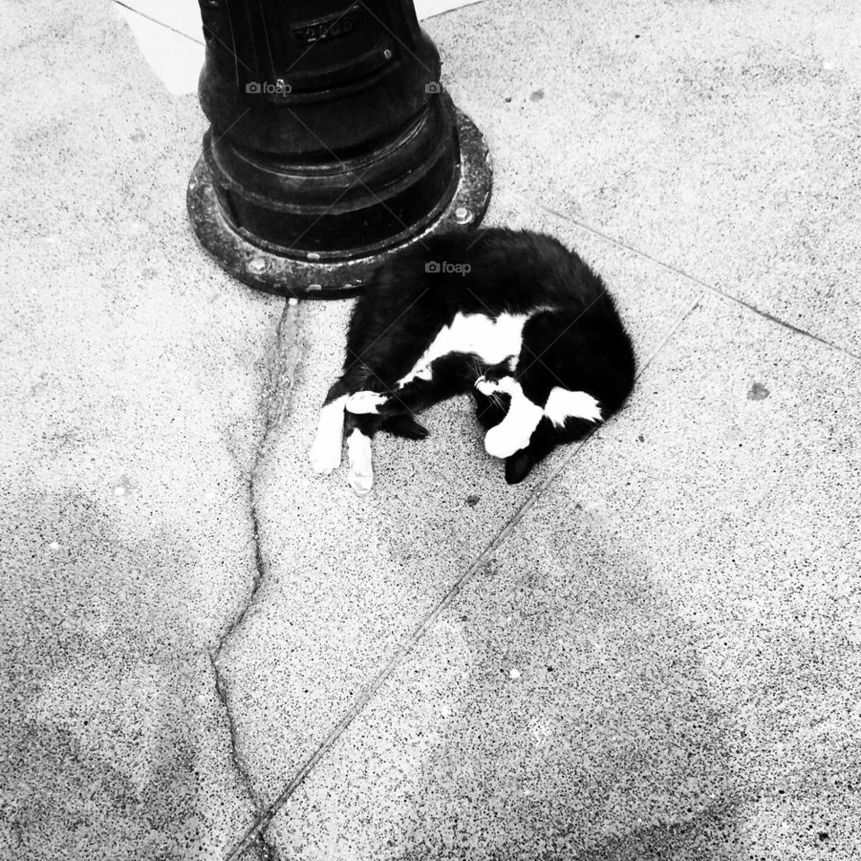 Street Cat