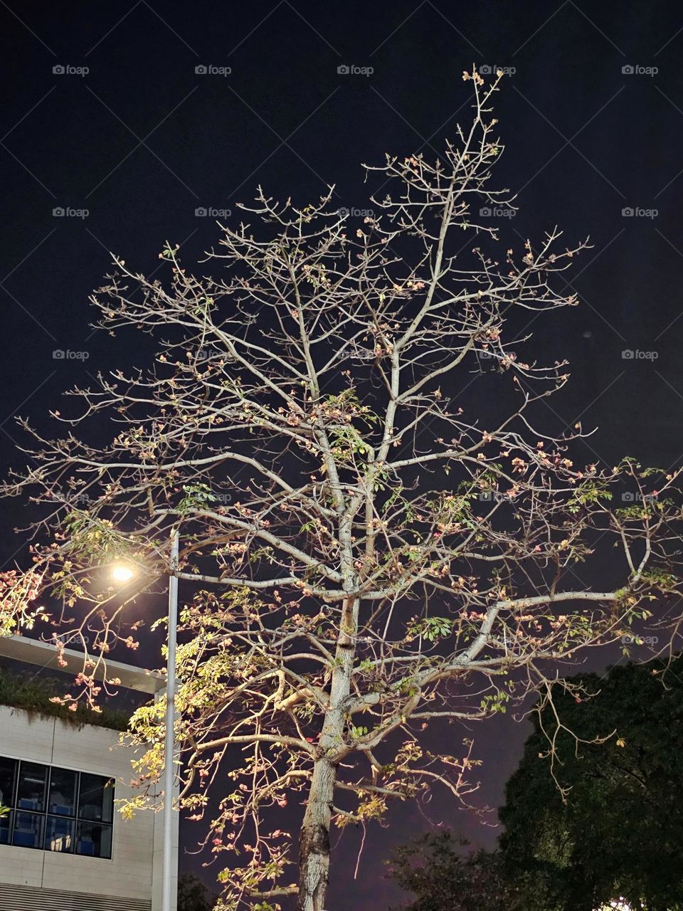 Tree and street lamp by Victoria Park Hong Kong