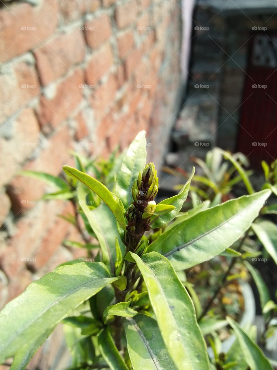 A beautiful image of green plant captured with focus on the end