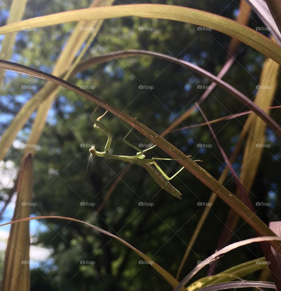 mantis on my sugarcane 