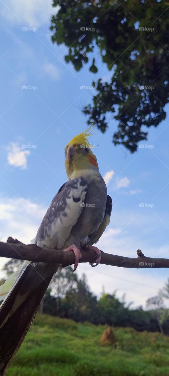 cockatiel on tree branch