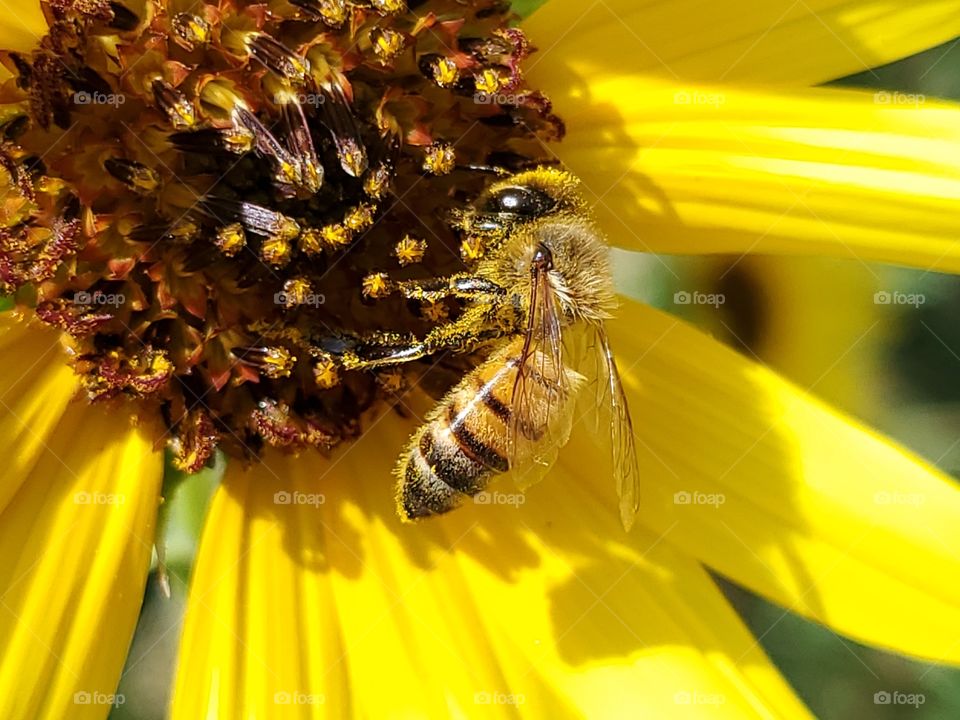 Honeybee pollinating a yellow sunflower