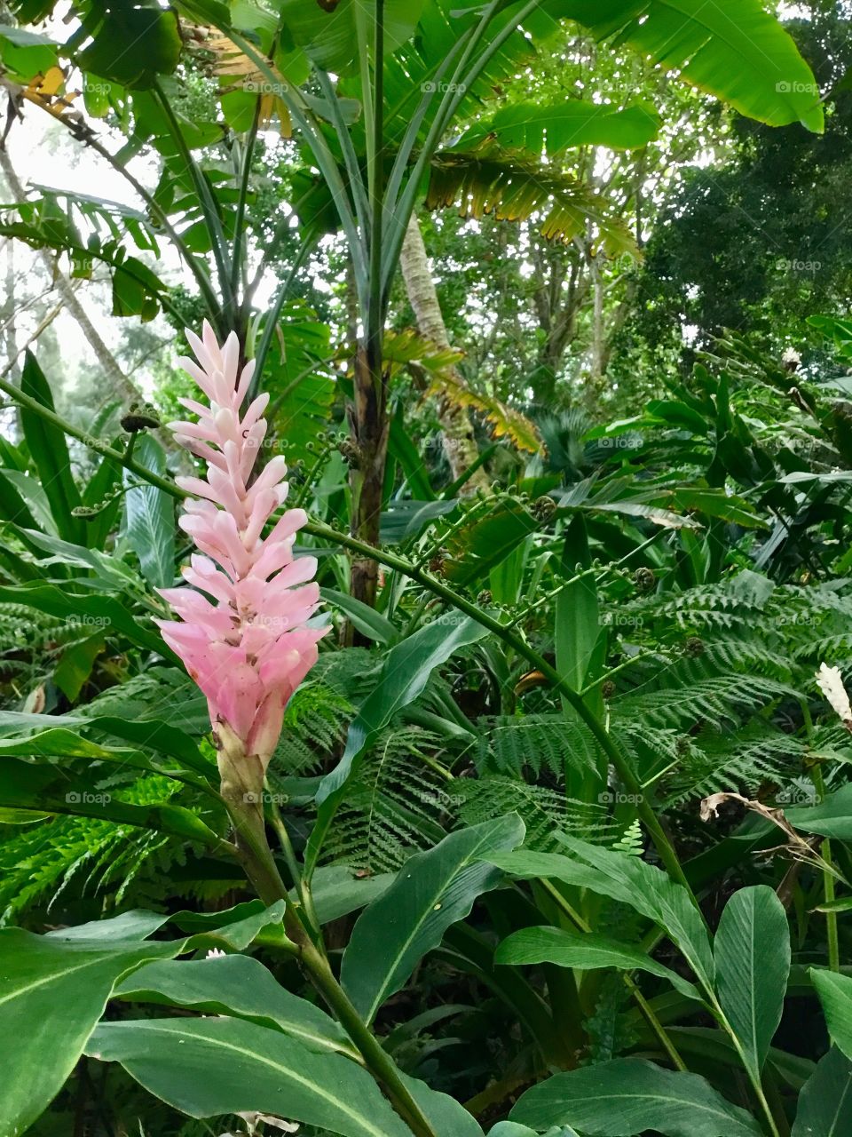 Ginger at Hawaii Tropical Botanical Garden