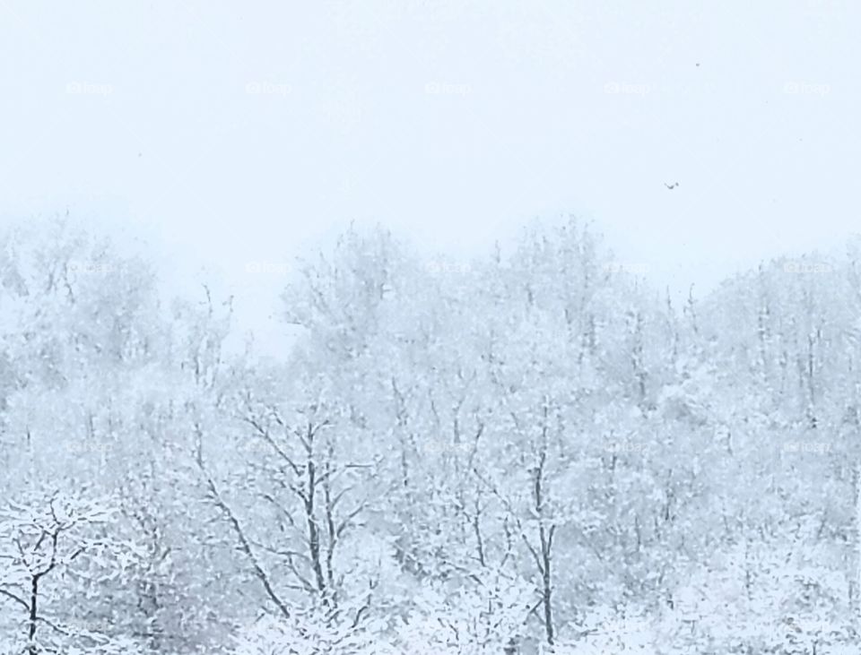 snowy white winter Wonderland