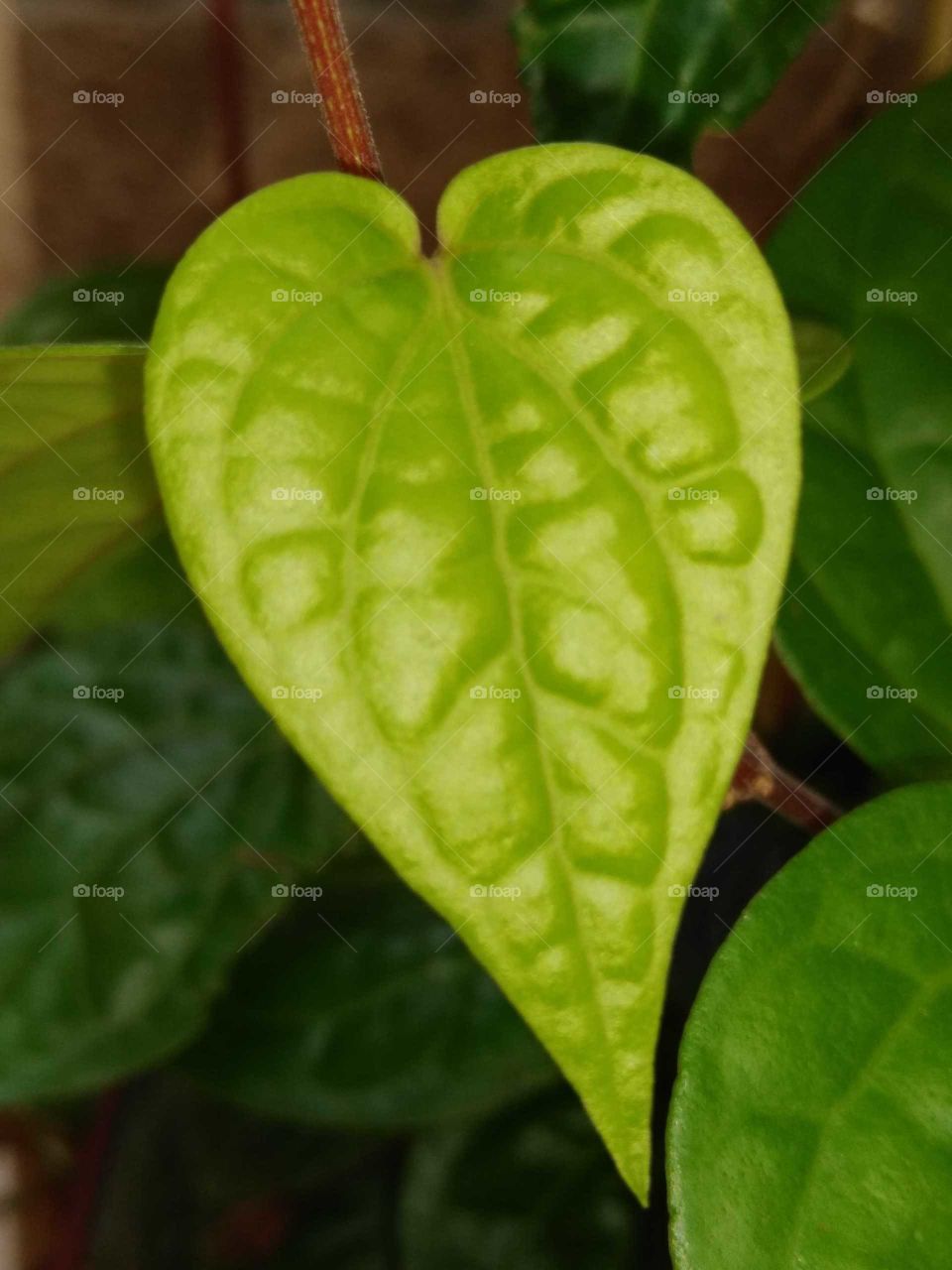 a betel leaf plant in my home